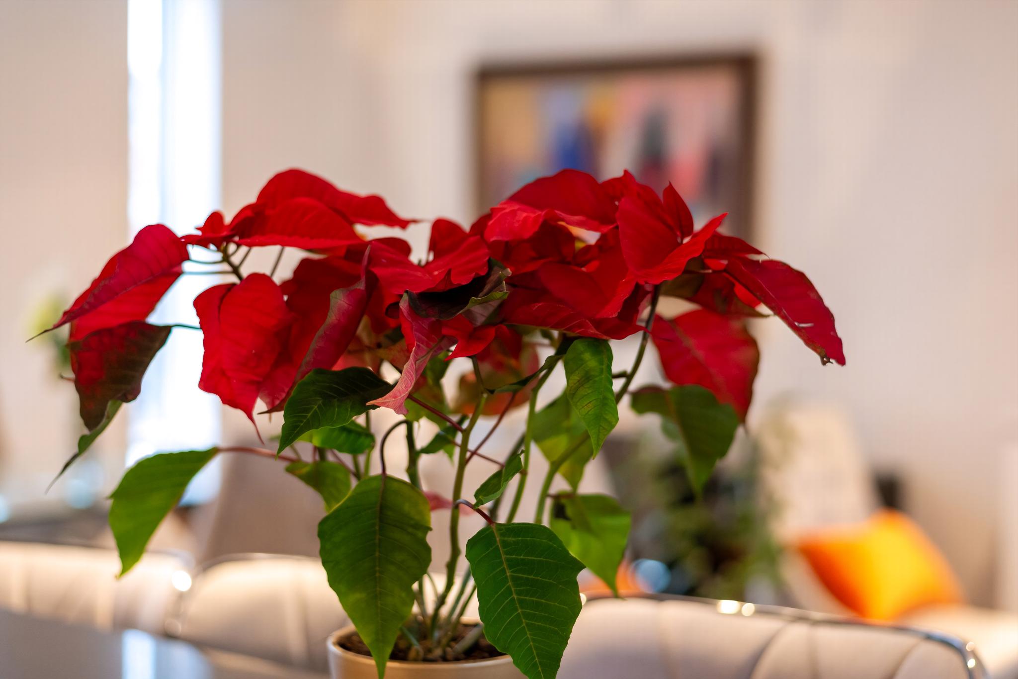 GuestReady - Beautiful Home minutes to City Center in Acton Town Hall Apartments, High Street, London W3 8UH, UK W3 8UH - Property image 18 - VivreStays