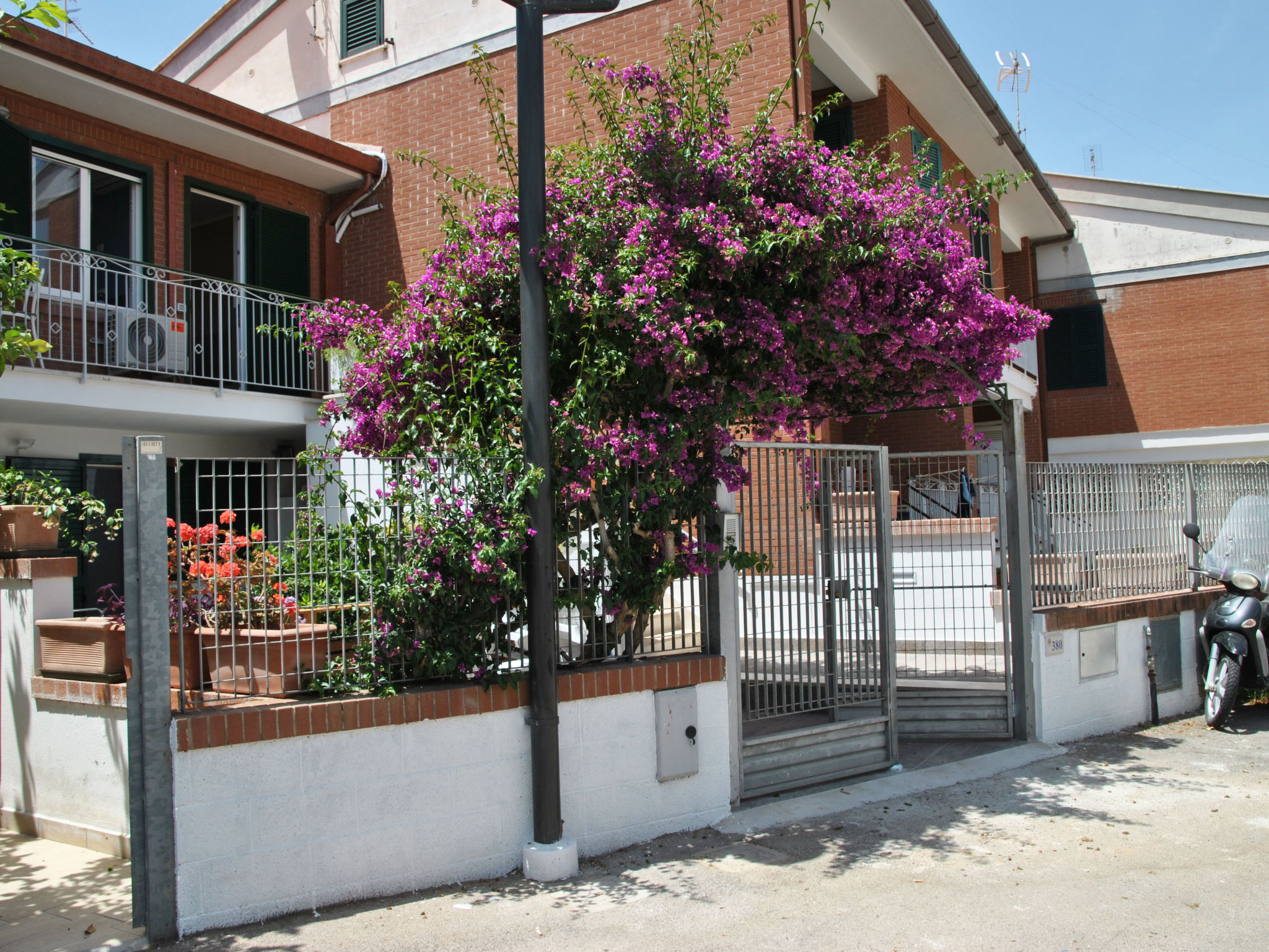 Bouganville - Sperlonga